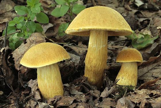 hřib Moravský - vzácná a zákonem chráněná houba