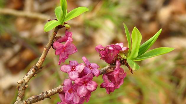Lýkovec jedovatý (Daphne mezereum) kvete velmi časně na jaře.