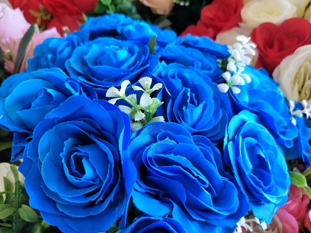Existují modré růže? Nenaleťte trikům prodejců | iReceptář.cz