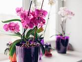 Na jaře se probouzí všechny rostliny, včetně oblíbených a jemně krásných orchidejí