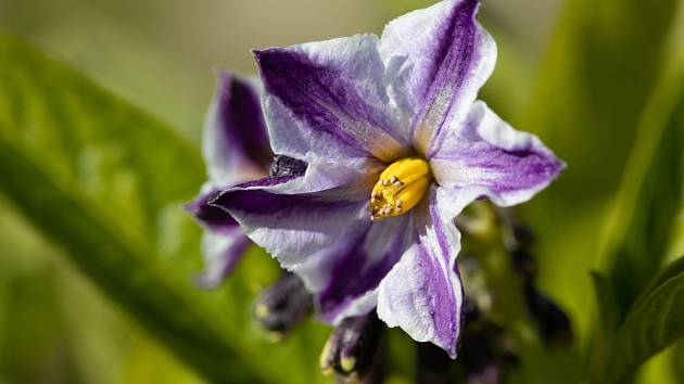 Pepino (Solanum muricatum) - květ.