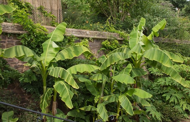 Japonský banánovník (Musa basjoo) je možné pěstovat i ve venkovních podmínkách.