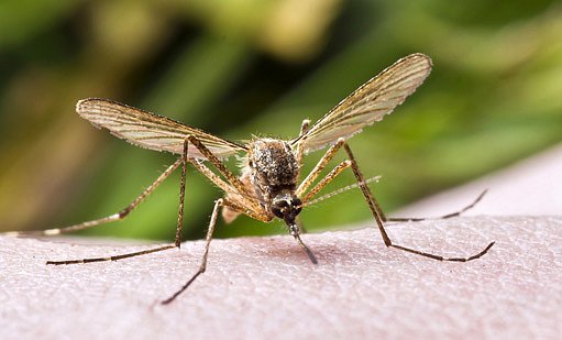 bodnutí hmyzem je pro alergika nebezpečně