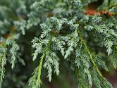 jalovec obecný (Juniperus communis)