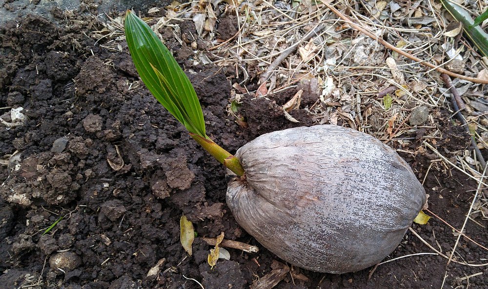 Když kokosový ořech nesníte, můžete z něj vypěstovat… | iReceptář.cz