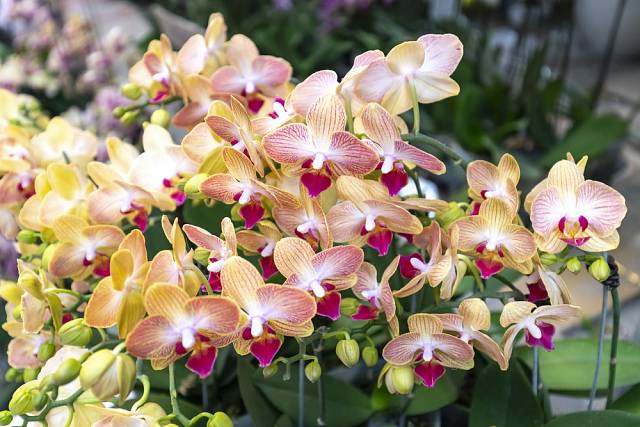 Aby orchideje bohatě kvetly a prospívaly, potřebují správnou péči.