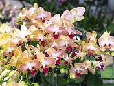 Phalaenopsis, nejčastější orchidej našich domovů.