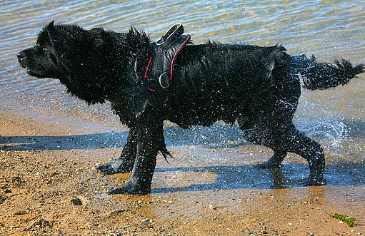 novofundlandský pes je skvělým vodním záchranářem