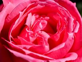 Už ve starém Řecku byla růže zasvěcena bohyni lásky Afroditě.