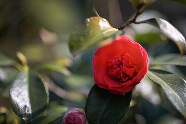 Stálezelená kamélie v Ornamentální zahradě je ohrožena jarním mrazem.
