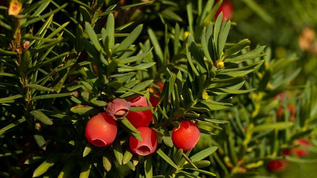 Tis červený (Taxus baccata) patří k prudce jedovatým keřům.
