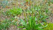 Jitrocel kopinatý (Plantago lanceolata) vytváří charakteristické přízemní růžice listů.