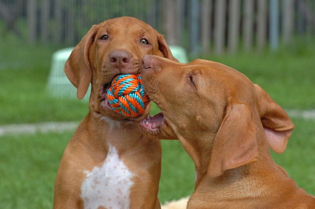Psi míčky milují.