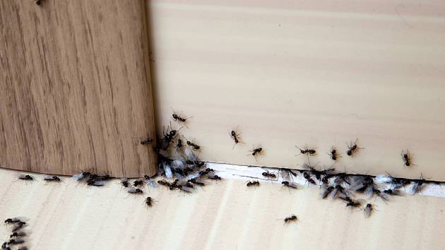 Mravenci spoléhají jeden na druhého.