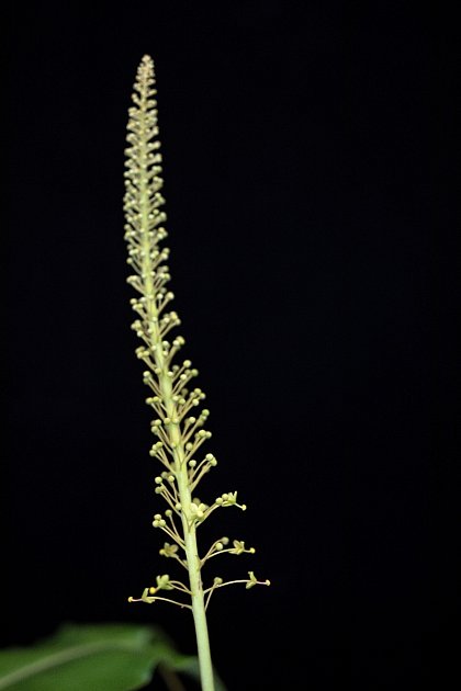 Květ masožravé láčkovky uťaté (Nepenthes truncata)