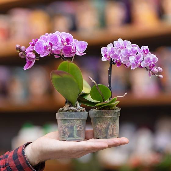V nabídce prodejců jsou i miniaturní rozkvetlé orchideje.