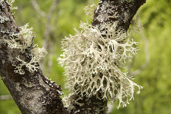 pukléřka islandská (Cetraria islandica)