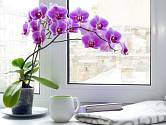 Orchideje na okenním parapetu.