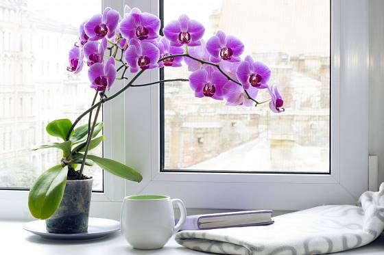 Orchideje na okenním parapetu.