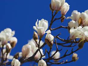 White magnolia (Magnolia denudata)