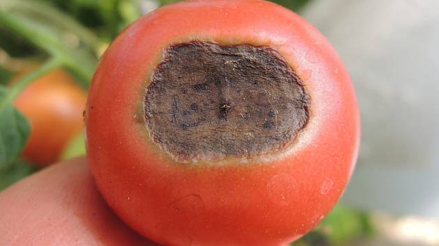 Co dělat, když konce rajčat zasychají?