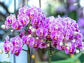 Orchideje rodu Phalaenopsis jsou s oblibou pěstovány i v domácích podmínkách.