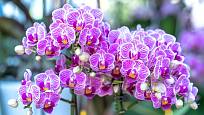 Orchideje rodu Phalaenopsis jsou s oblibou pěstovány i v domácích podmínkách.