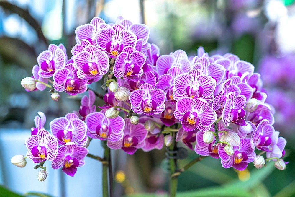 Jak se starat o orchideje aby kvetly?