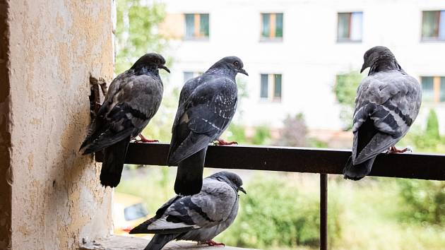 Jak se zbavit holubů na balkoně?