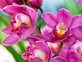 Preventivně vždy před zimou umístěte orchidej na světlé místo.