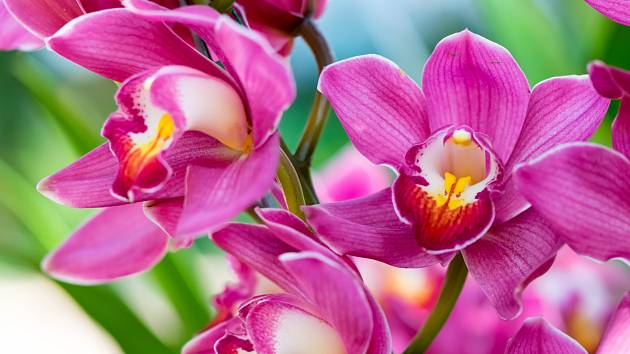 Preventivně vždy před zimou umístěte orchidej na světlé místo.