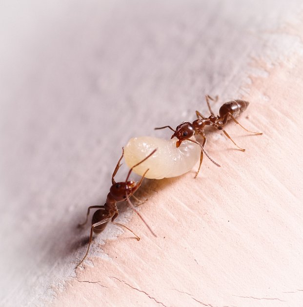 Vývoj mravenců probíhá od vajíčka, přes larvu a kuklu až po dospělého jedince.