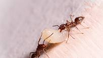 Vývoj mravenců probíhá od vajíčka, přes larvu a kuklu až po dospělého jedince.