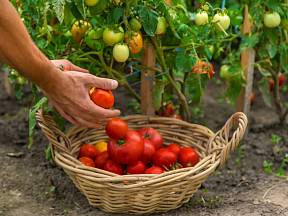 Víte, jak přimět rajčata, aby dozrála?