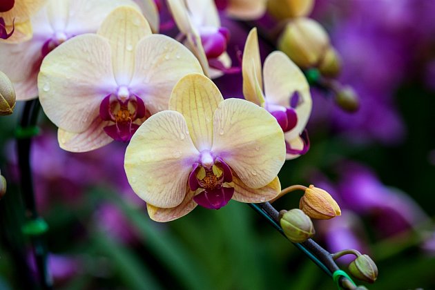 Orchideje jsou poměrně nenáročné na domácí pěstění.
