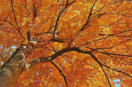 buky mají krásně vybarvené podzimní listí a elegantní kůru