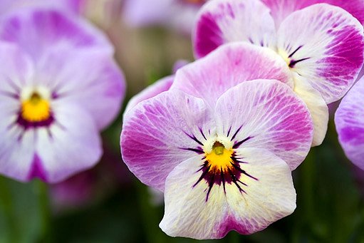 Violka rohatá (Viola cornuta)