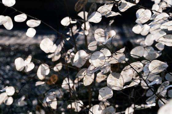 Měsíčnice roční (Lunaria annua) je dekorativní i v zimě