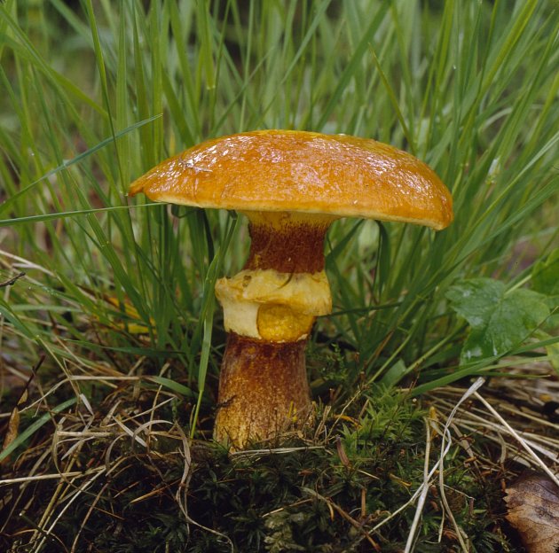Jméno této houby je podle jejího kluzkého povrchu.