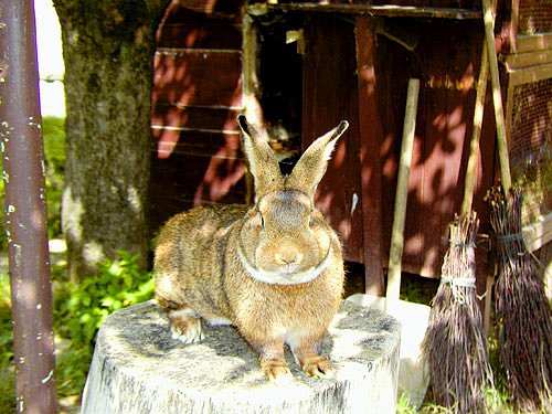vídeňský králík
