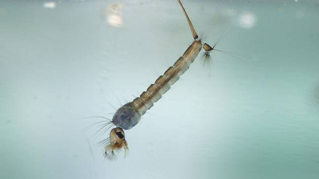 Komáří larvy dýchají trubičkou na zadečku, kterou vystrčí ku hladině