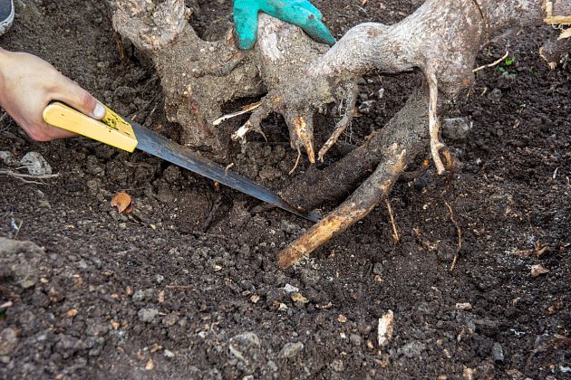 Kořeny pařezu odstraňte pilou nebo sekyrkou.