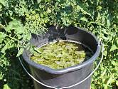 Zkušení zahrádkáři vědí, že tekuté hnojivo z kopřiv je totálně výživný elixír, který je lepší než kompost či hnůj.