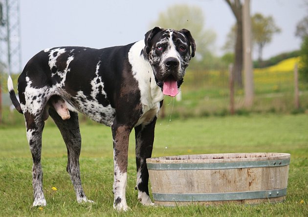 Množství vypité vody by mělo odpovídat hmotnosti psa