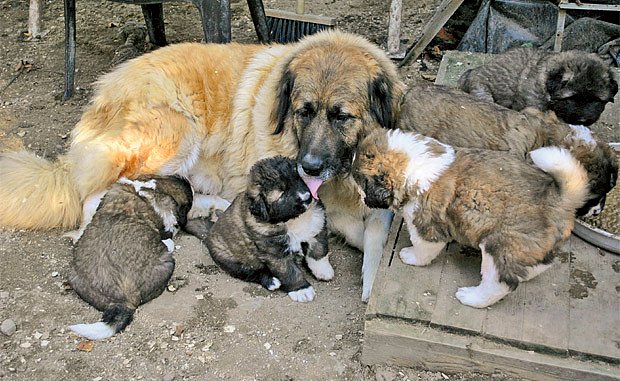 Štěňata kavkazského pasteveckého psa jsou okouzlující