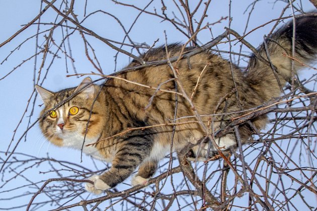 Domácí kočky uloví údajně desetkrát víc zvířat než kočky divoké.