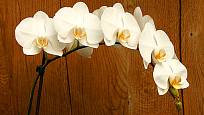 Phalaenopsis - můrovec