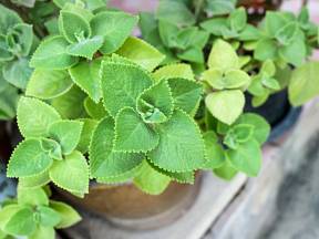 Rýmovník je rostlina, která pomůže při akutních virových onemocněních.