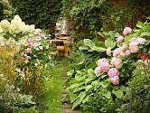 Tradiční součástí starých zahrad byly hortenzie.