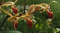 Paphiopedilum rotschildianum